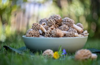 Mushroom Hunting in Oklahoma: Tips, Regulations, and Best Spots