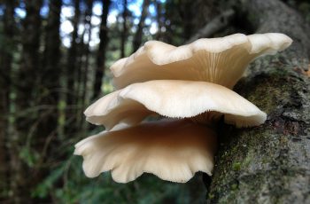 Edible Mushrooms in Oklahoma: A Guide to Finding and Identifying Safe Varieties