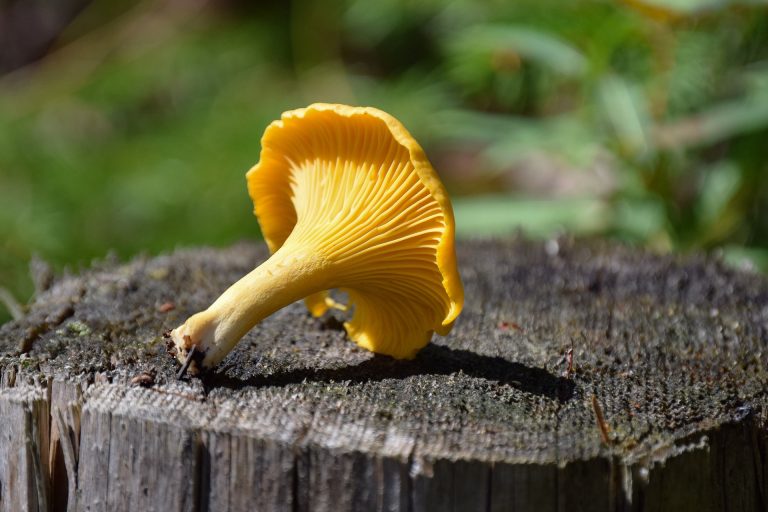 Discovering Edible Mushrooms in Kansas A Guide for Nature Lovers