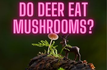 Do Deer Eat Mushrooms? A Comprehensive Look at Deer’s Diet Preferences