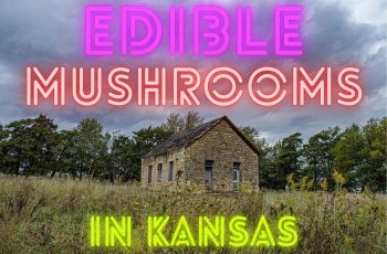 Discovering Edible Mushrooms in Kansas: A Guide for Nature Lovers
