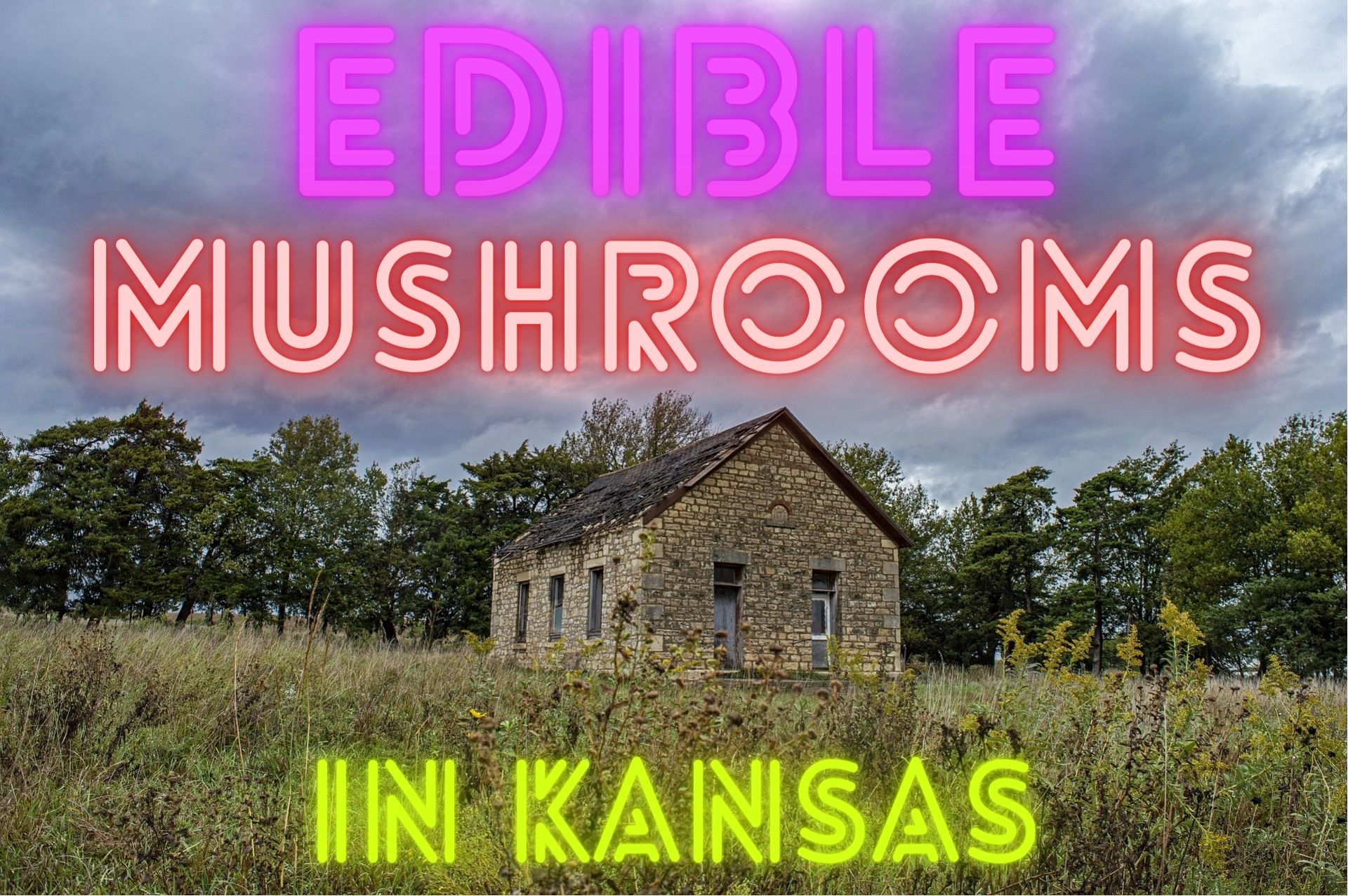 Discovering Edible Mushrooms in Kansas: A Guide for Nature Lovers ...