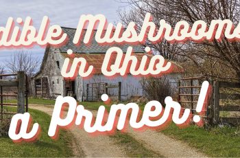 Edible Mushrooms in Ohio – Primer!
