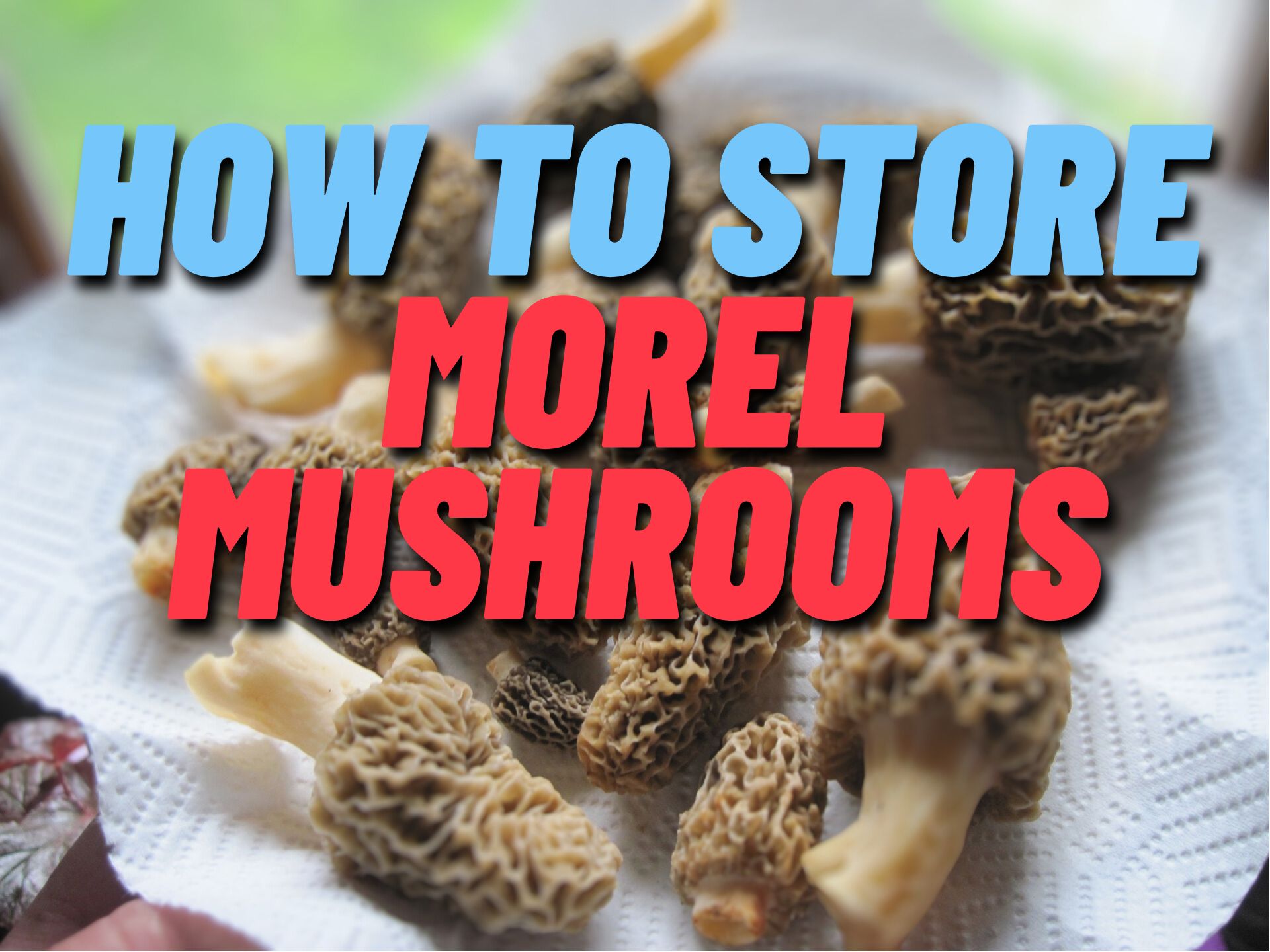 How to Store Morel Mushrooms Tips and Tricks