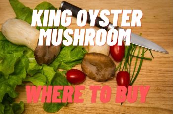 King Oyster Mushroom – Where to Buy?