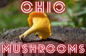 Ohio Mushrooms: A Quick Guide to Identifying and Enjoying Local Fungi