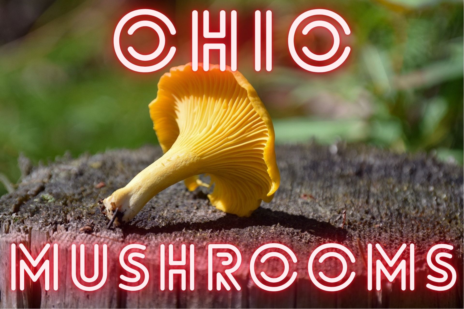 Ohio Mushrooms A Quick Guide to Identifying and Enjoying Local Fungi