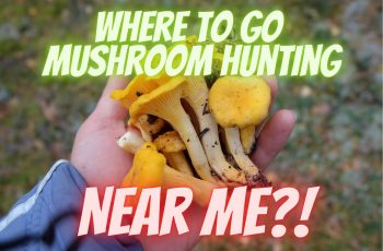 Where to Go Mushroom Hunting Near Me: A Friendly Guide