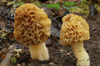 Baby Morel Mushrooms: Cultivation Tips for Enthusiasts