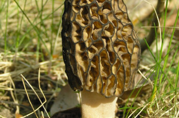 Indiana Morel Mushrooms: A Forager’s Guide to Hunting and Identifying
