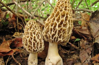 Morel Mushroom Spores: A Comprehensive Guide for Home Cultivation
